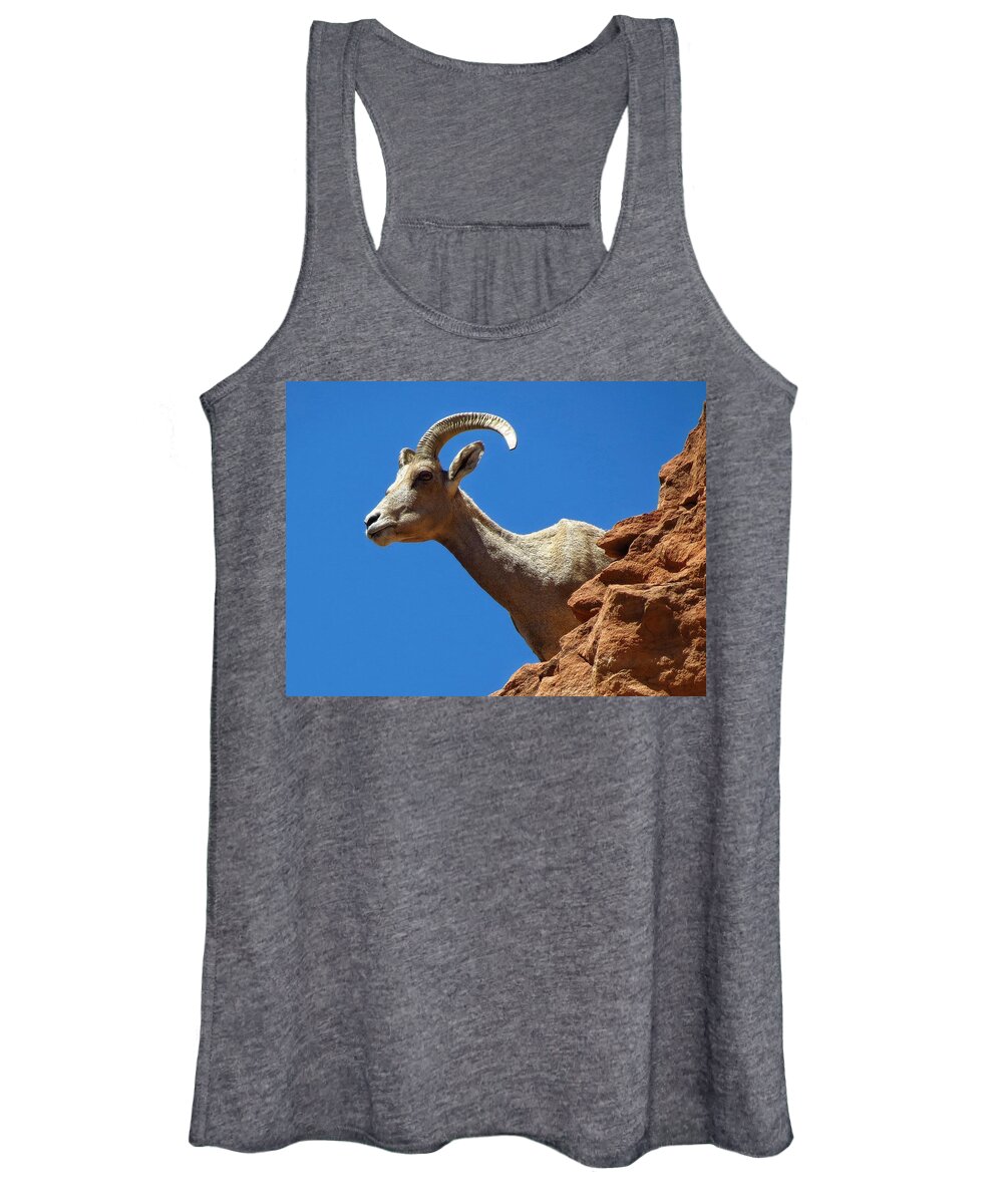 Bighorn Sheep Women's Tank Top featuring the photograph Looking up by Ross Kestin