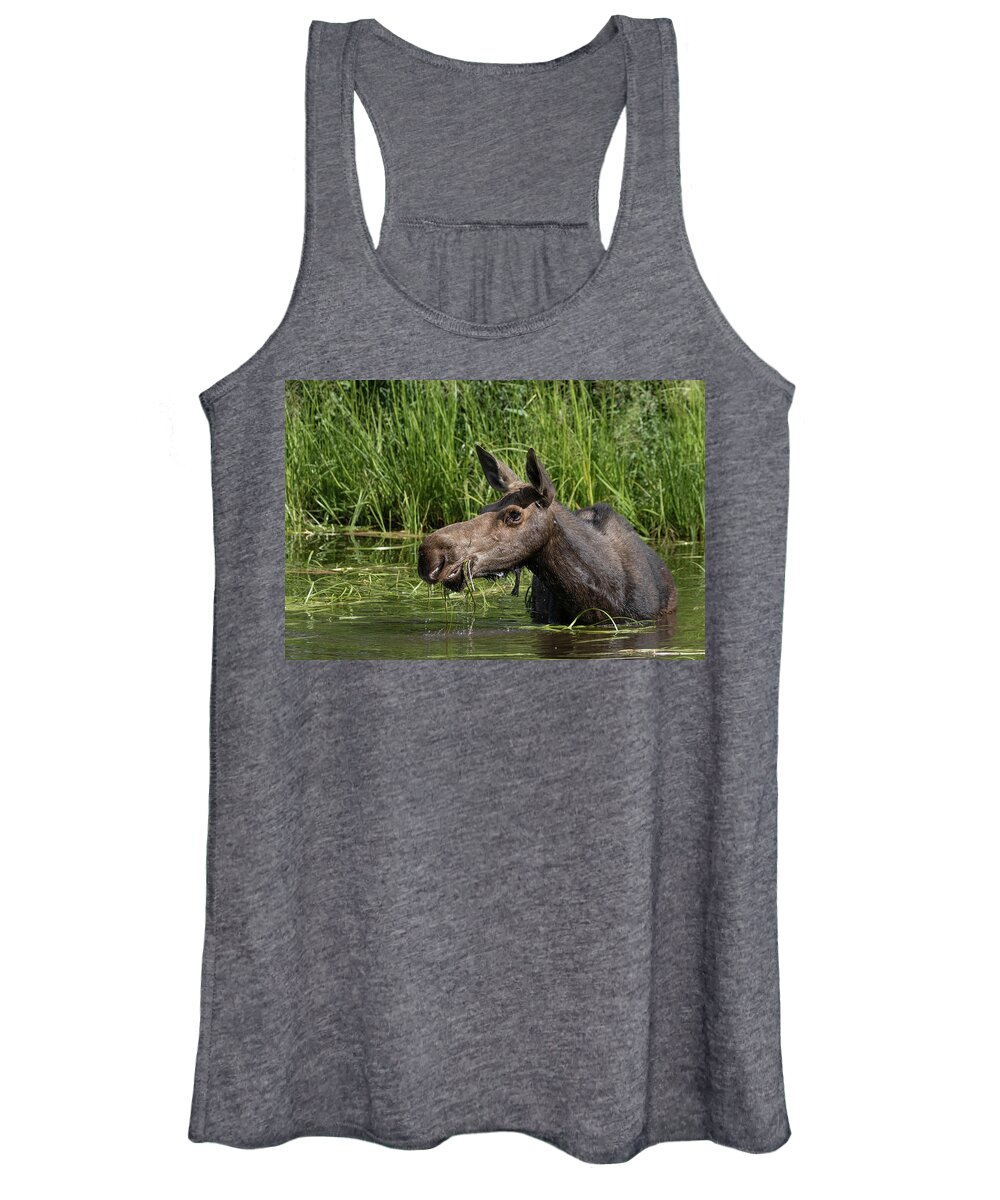 Moose Women's Tank Top featuring the photograph Momma Moose by Ronnie And Frances Howard