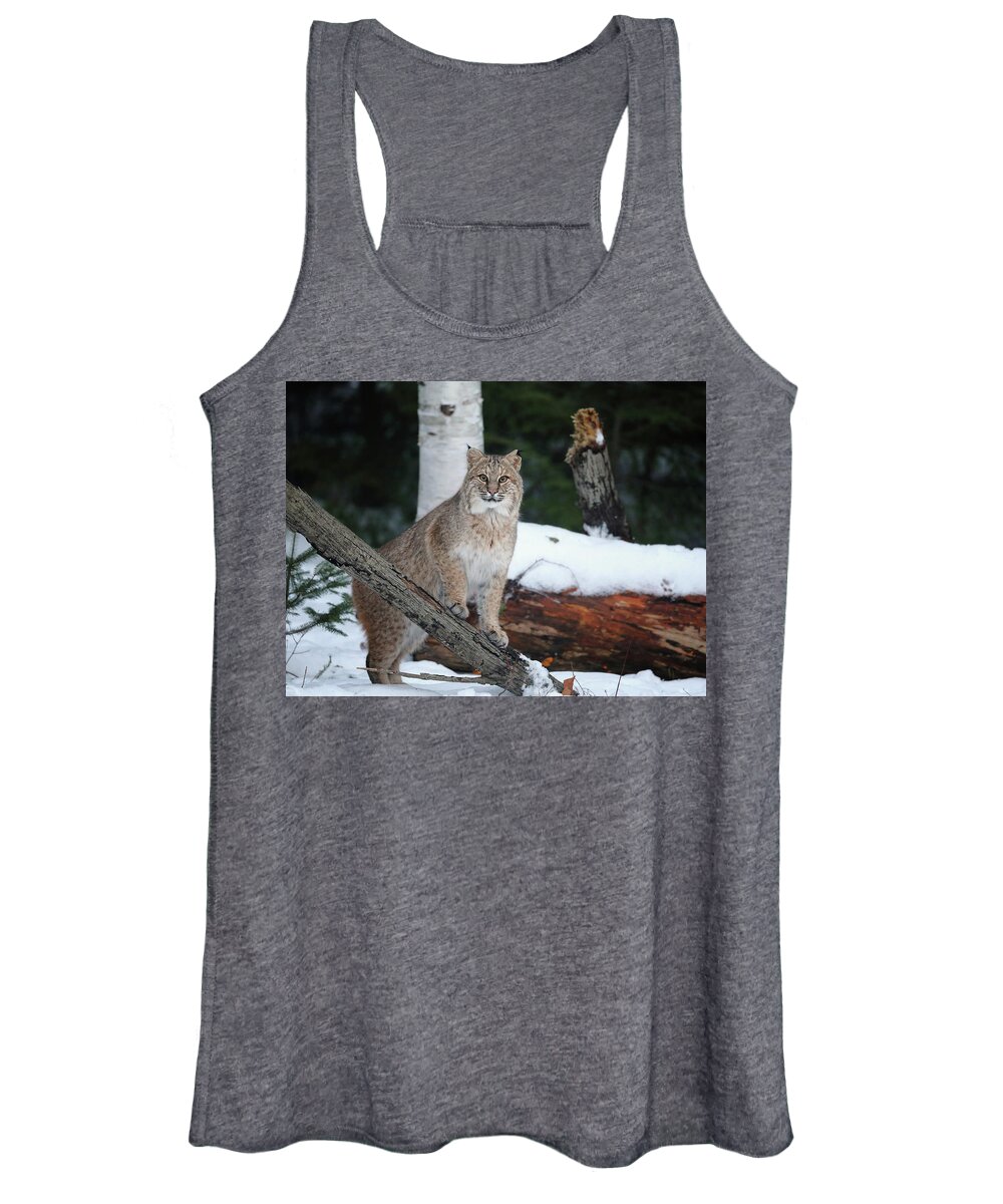 Bobcat Women's Tank Top featuring the photograph Nice Pose by Duane Cross