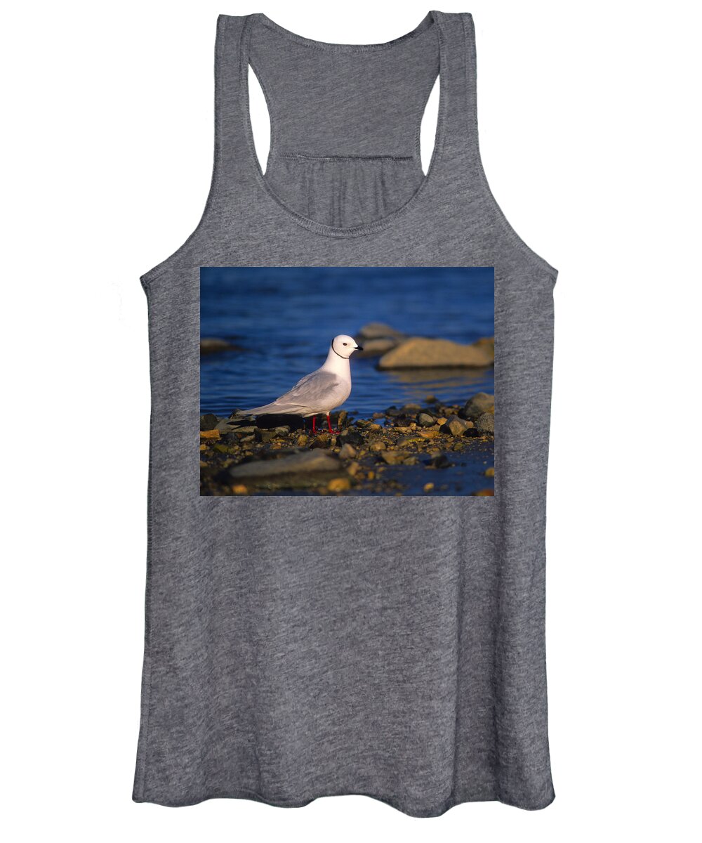 Ross's Gull Women's Tank Top featuring the photograph Ross's Gull by Tony Beck