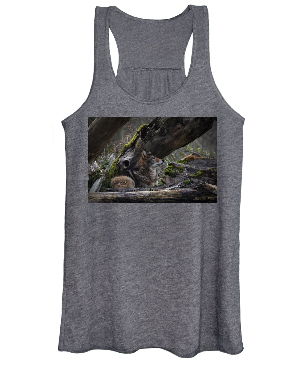 Timber Wolf Women's Tank Top featuring the photograph Timber Wolf by Randy Hall