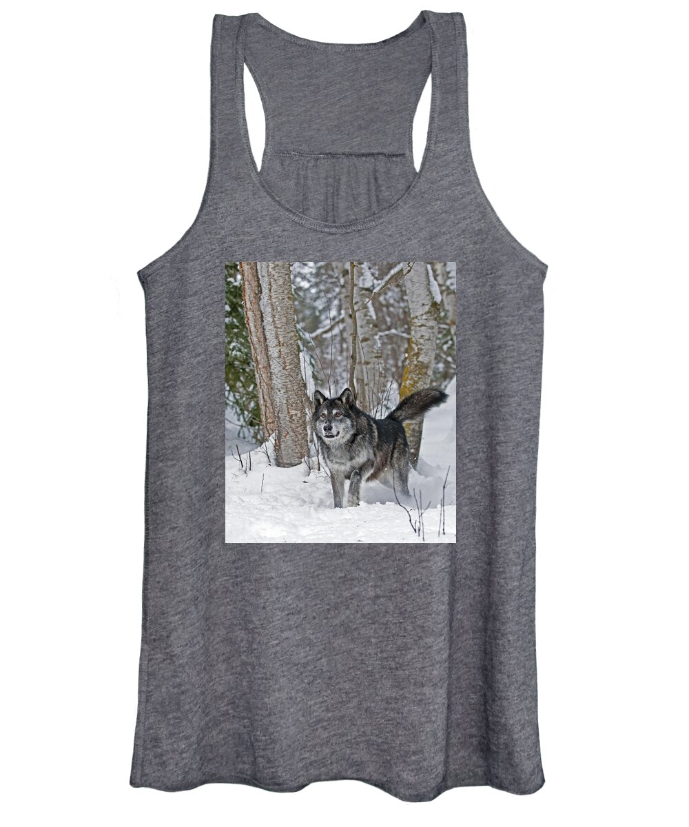 Wolf Women's Tank Top featuring the photograph Wolf in Trees by Scott Read