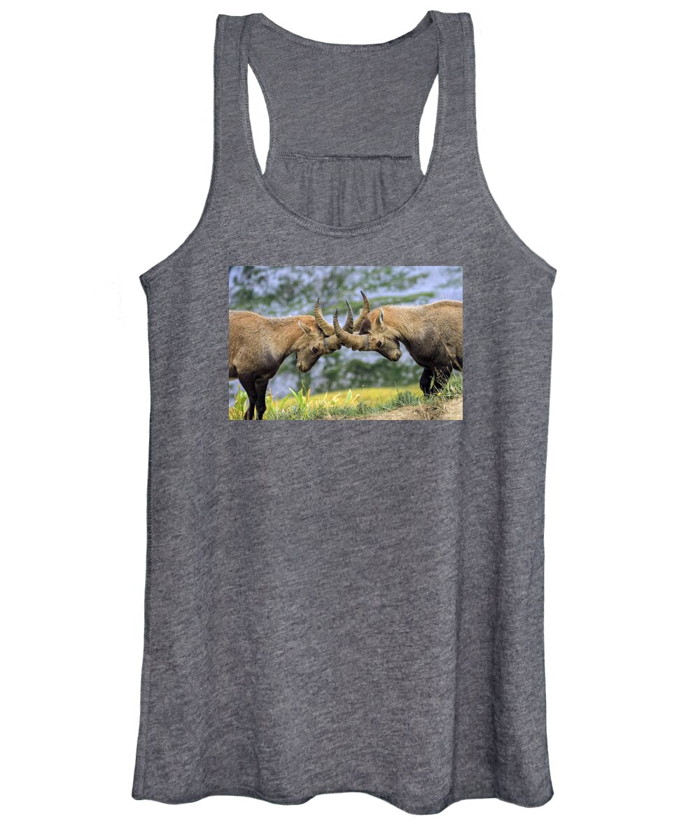 Ibex Women's Tank Top featuring the photograph Young male wild alpine, capra ibex, or steinbock by Elenarts - Elena Duvernay photo