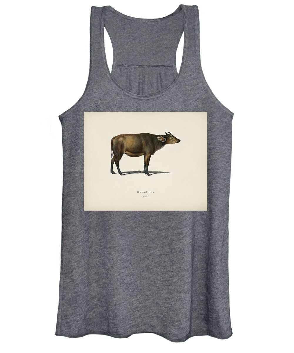 Animal Women's Tank Top featuring the painting Cow Bos brachyceros illustrated by Charles Dessalines D' Orbigny 1806-1876 by Celestial Images