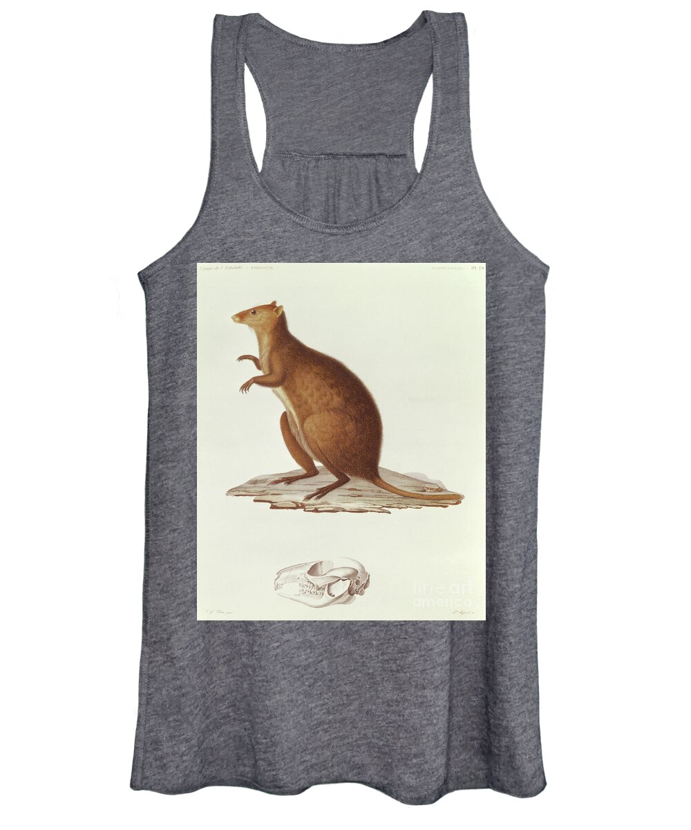 Wallaby Women's Tank Top featuring the drawing The Wallaby or Short Tailed Kangaroo by Jean Gabriel Pretre