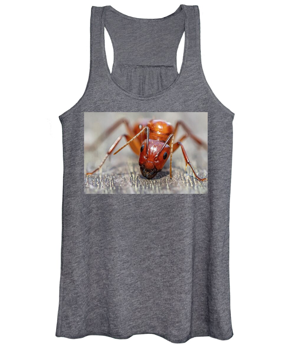 Ant Women's Tank Top featuring the photograph Ant by Anna Rumiantseva