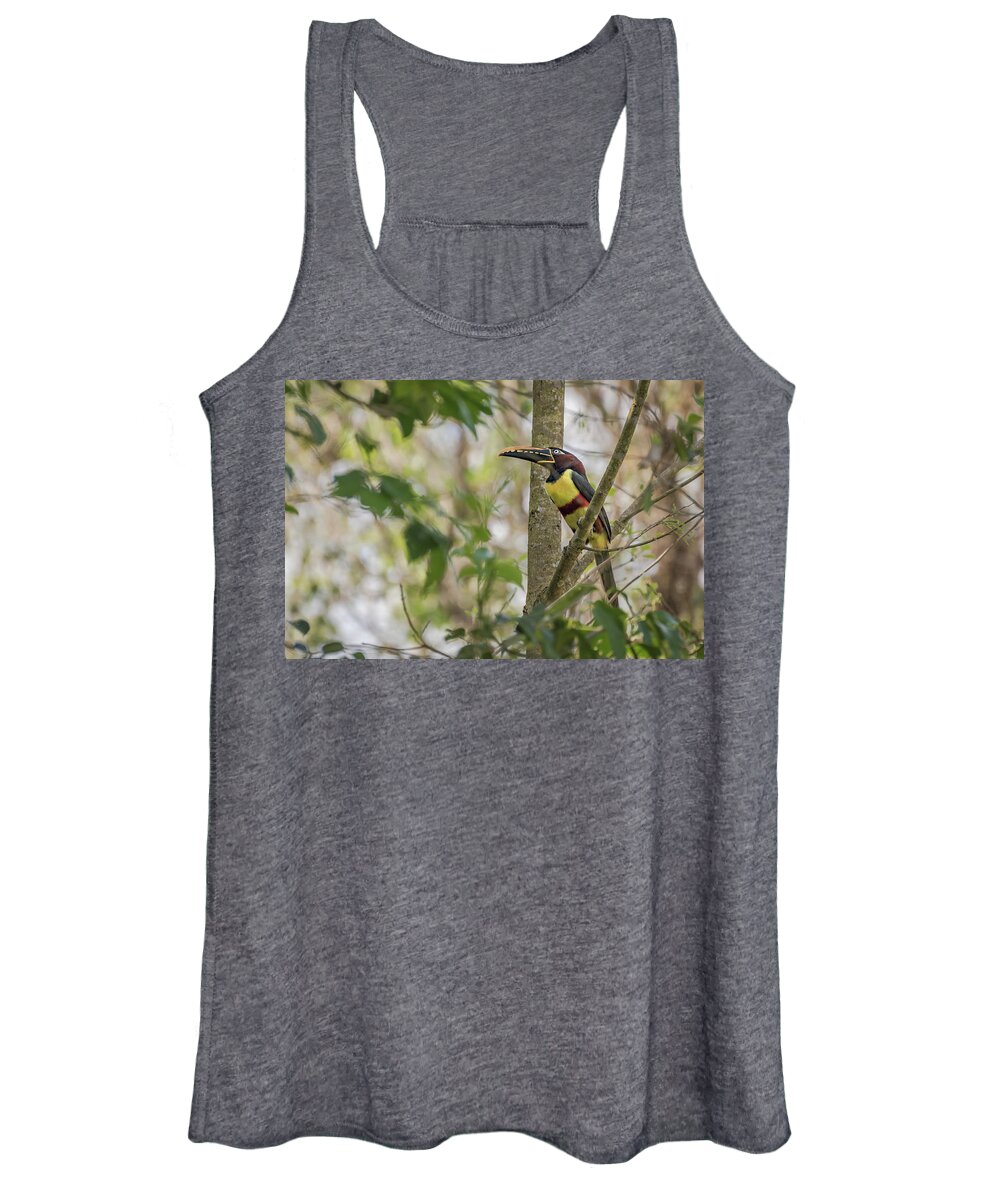 Amazon Women's Tank Top featuring the photograph Chestnut-eared Aracari by Linda Villers