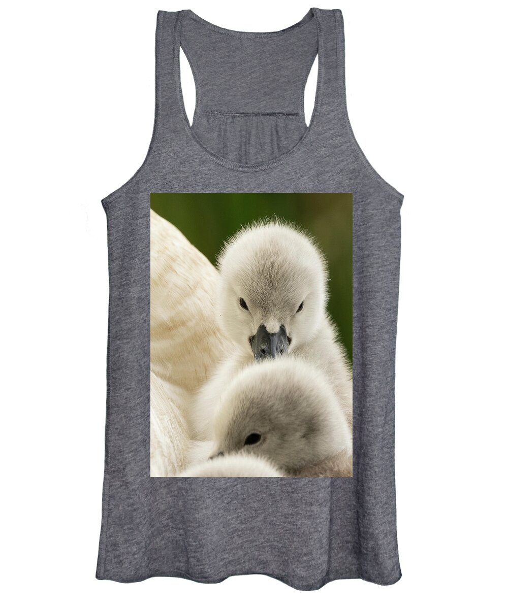 Birds Women's Tank Top featuring the photograph Mother Swan and Cygnets #2 by Catherine Grassello