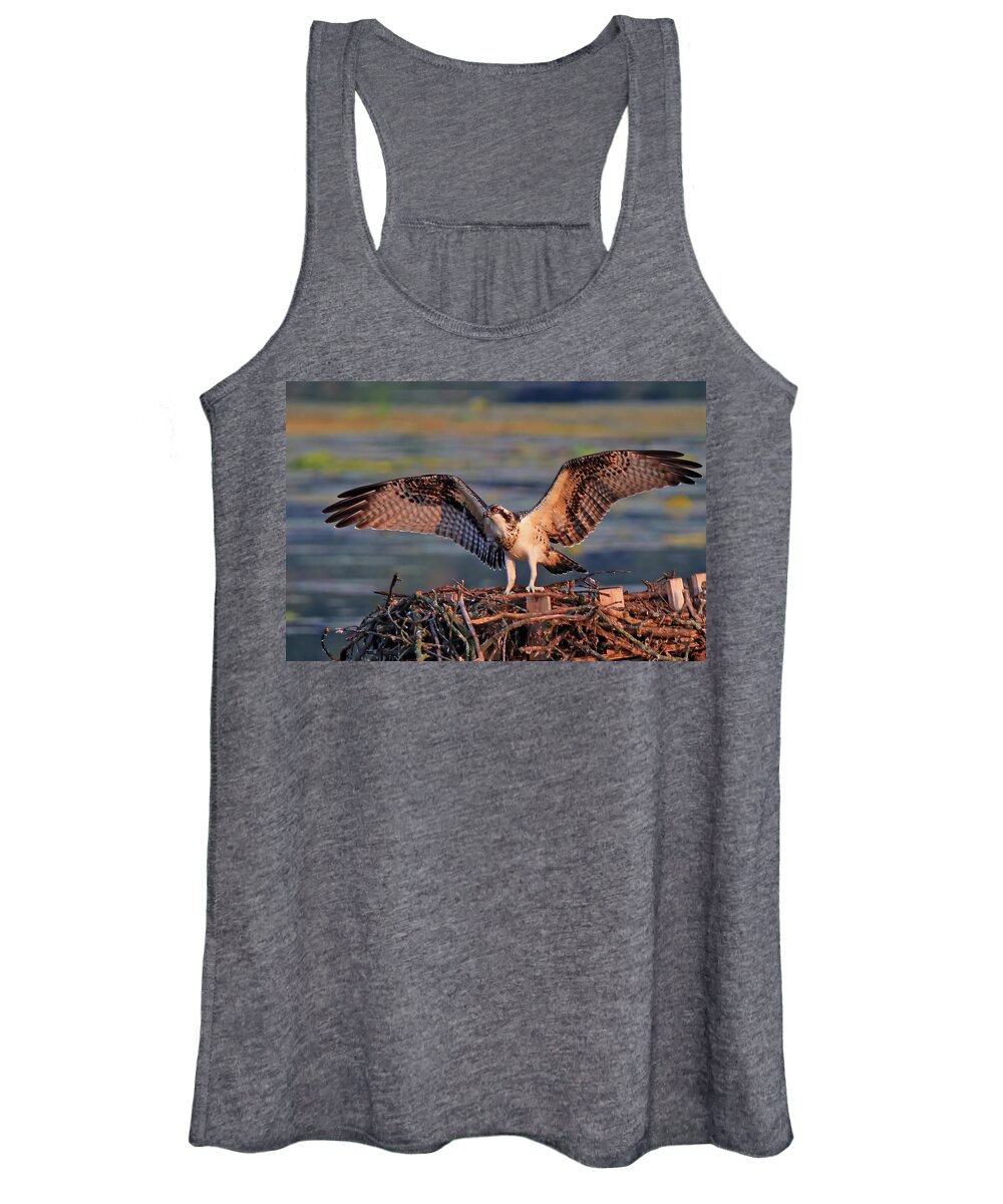 Osprey Fledgling Women's Tank Top featuring the photograph Osprey Fledgling Ready to Leave the Nest by Shixing Wen