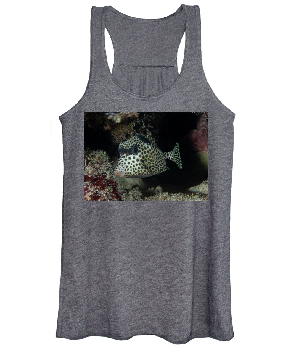 Fish Women's Tank Top featuring the photograph Spotted Trunkfish by Brian Weber