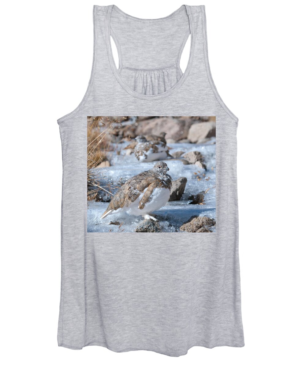 White-tailed Ptarmigan Women's Tank Top featuring the photograph Autumn Plumage White-tailed Ptarmigan by Cascade Colors