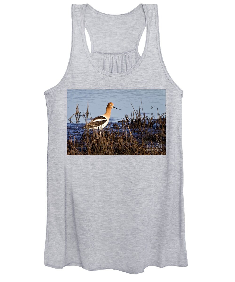 American Avocet Women's Tank Top featuring the photograph Mating Time by Ronald Lutz