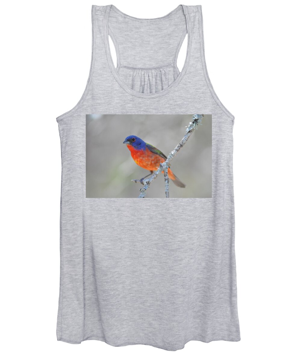 Bunting Women's Tank Top featuring the photograph Painted Bunting by Frank Madia