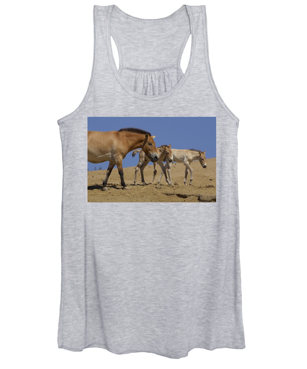 Feb0514 Women's Tank Top featuring the photograph Przewalskis Horse With Two Foals by San Diego Zoo