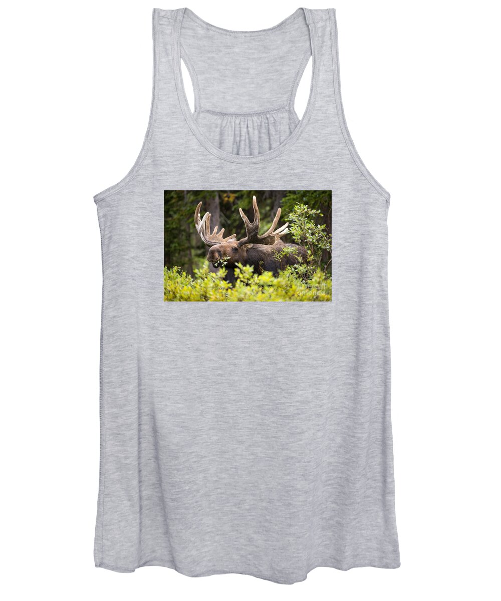 Bull Moose Women's Tank Top featuring the photograph Browser by Aaron Whittemore