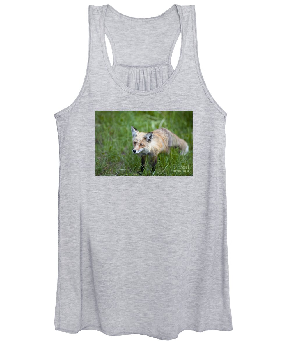 Wild Red Fox Women's Tank Top featuring the photograph Curious Red Fox by Keith Kapple