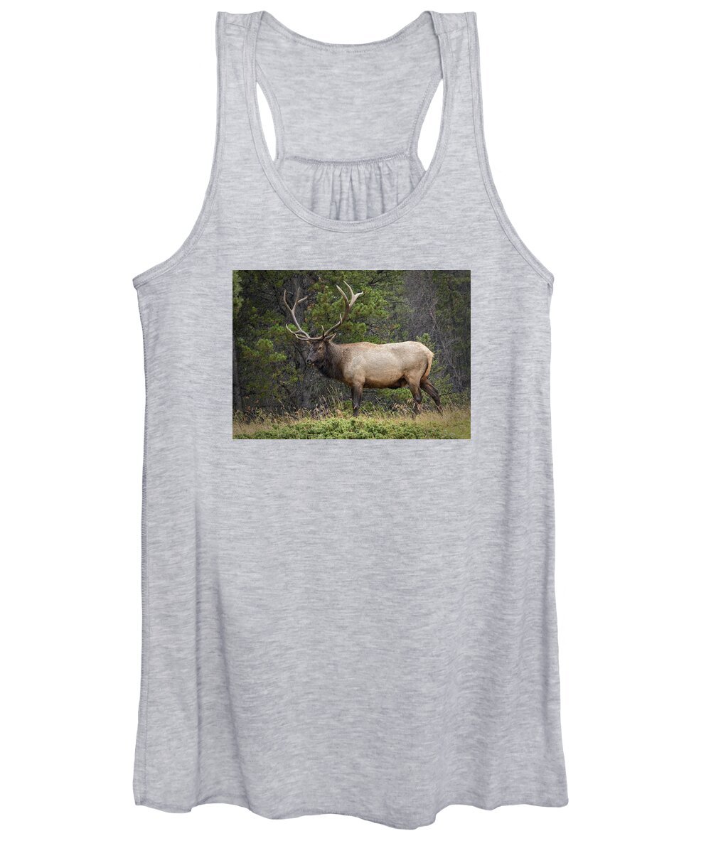 Colorado Women's Tank Top featuring the photograph Rocky Mountain National Park Bull Elk by John Vose