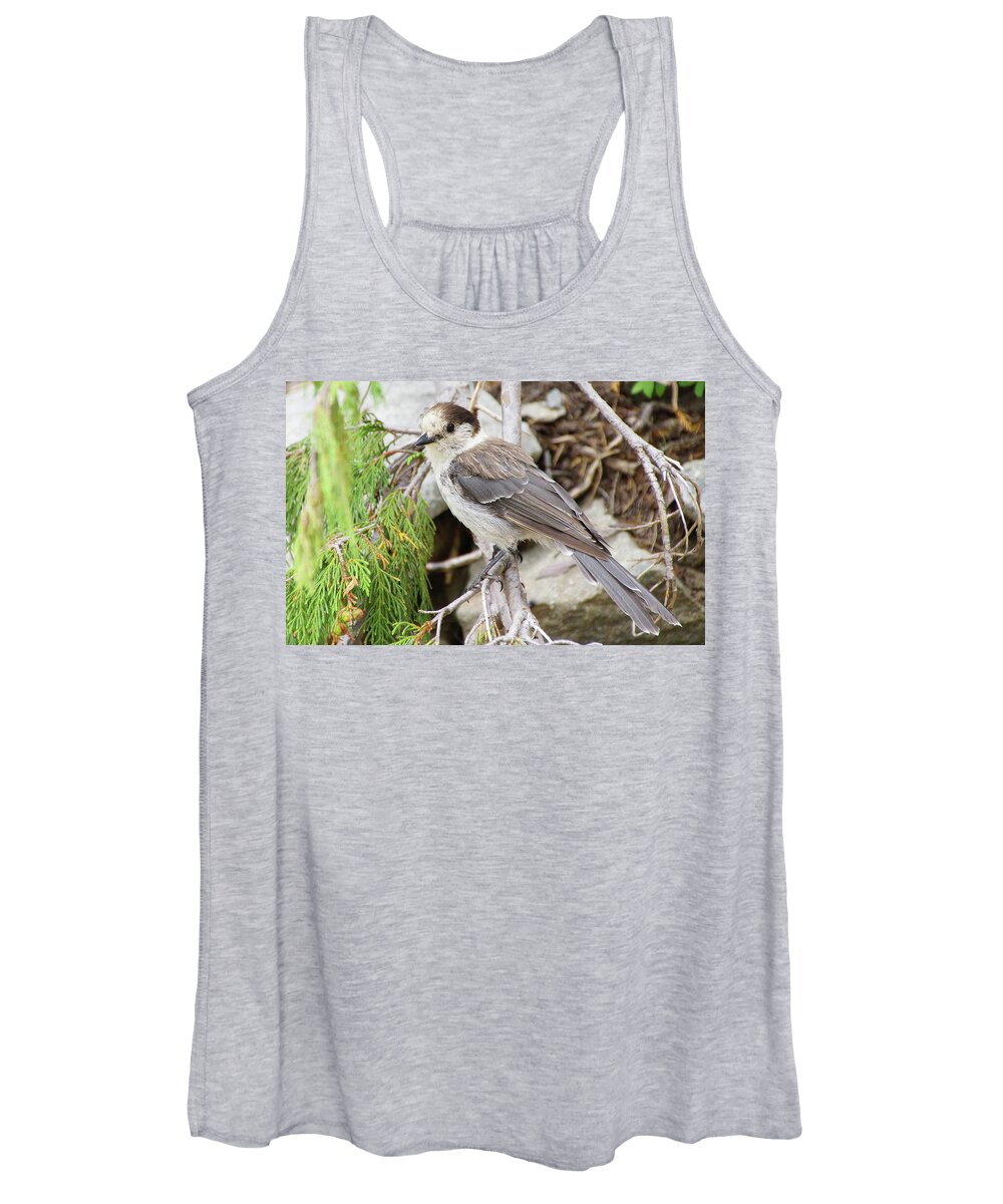 Jay Women's Tank Top featuring the photograph Camprobber - the Gray Jay #2 by Steve Estvanik