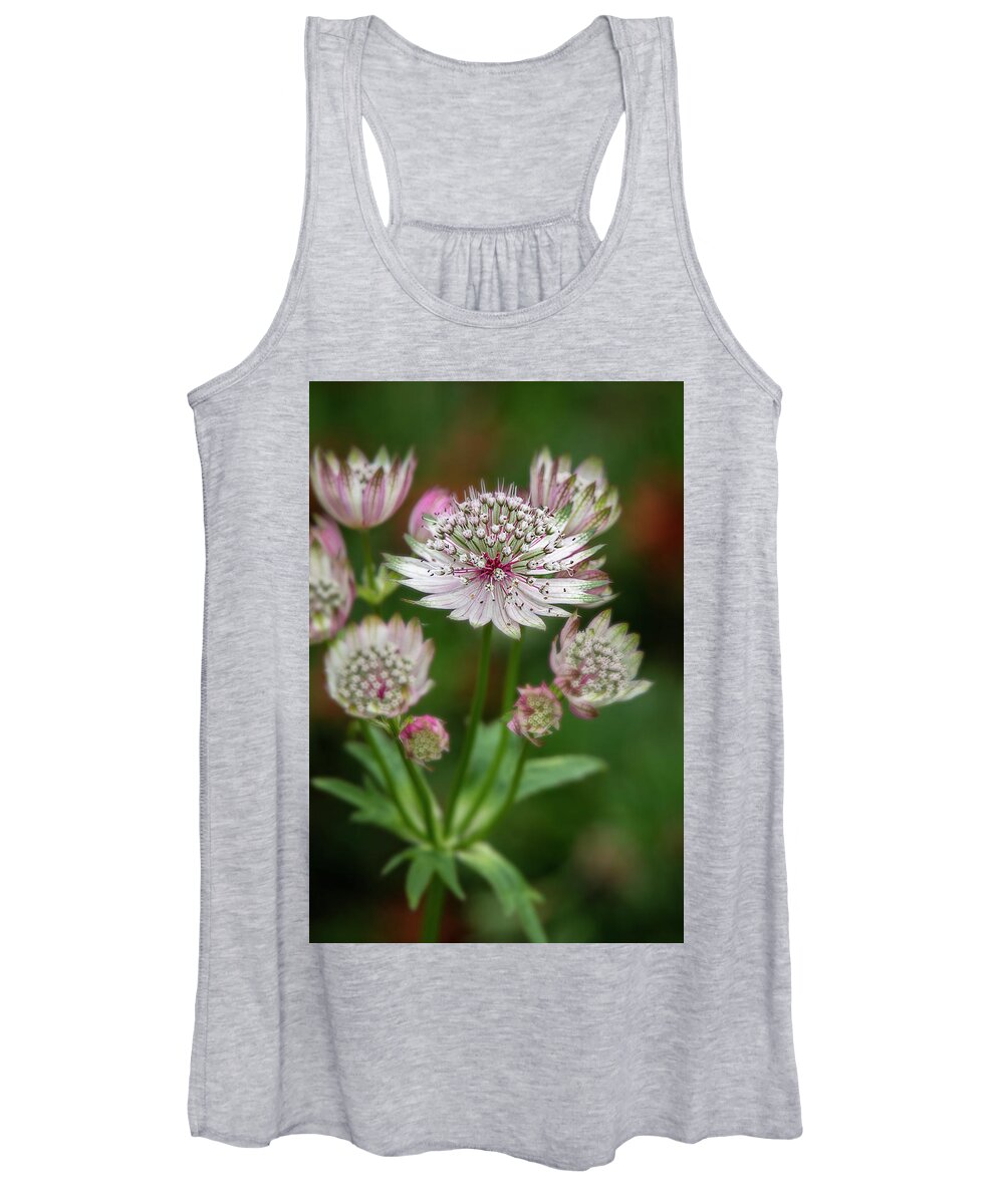 Victoria Women's Tank Top featuring the photograph Astrantia Blooms by TL Wilson Photography by Teresa Wilson