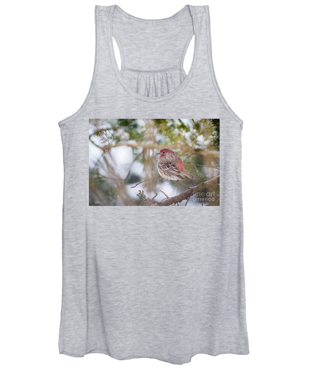 House Finch Women's Tank Top featuring the photograph Chilly Finch by Kathy Sherbert