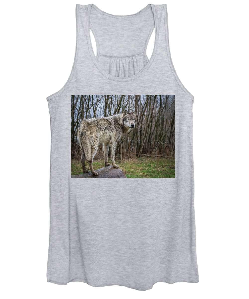 Wolves Wolf Women's Tank Top featuring the photograph Hangin' Out by Laura Hedien