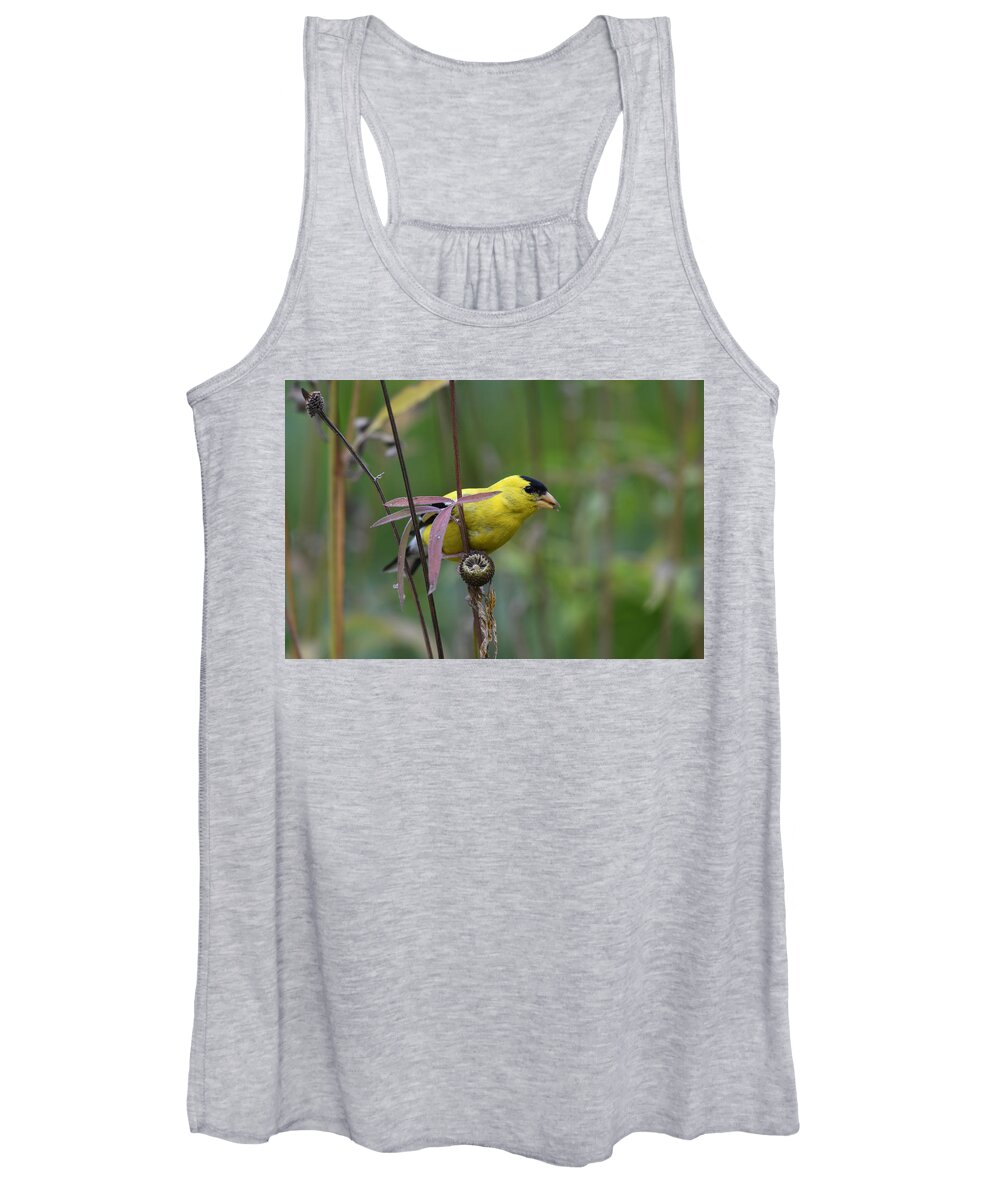 Goldfinch Women's Tank Top featuring the photograph Snack Time by Sonja Jones