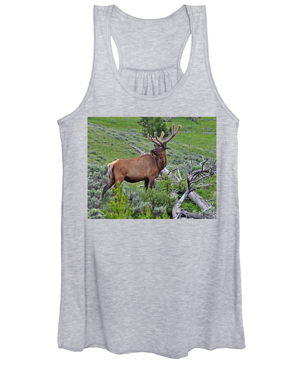 Yellowstone Women's Tank Top featuring the photograph The King by Randall Dill
