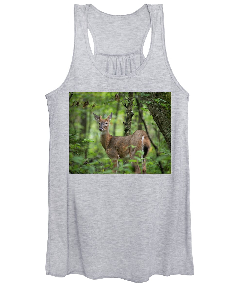 Deer Women's Tank Top featuring the photograph Young White-tailed Deer, Odocoileus virginianus, with Velvet Antlers by William Dickman