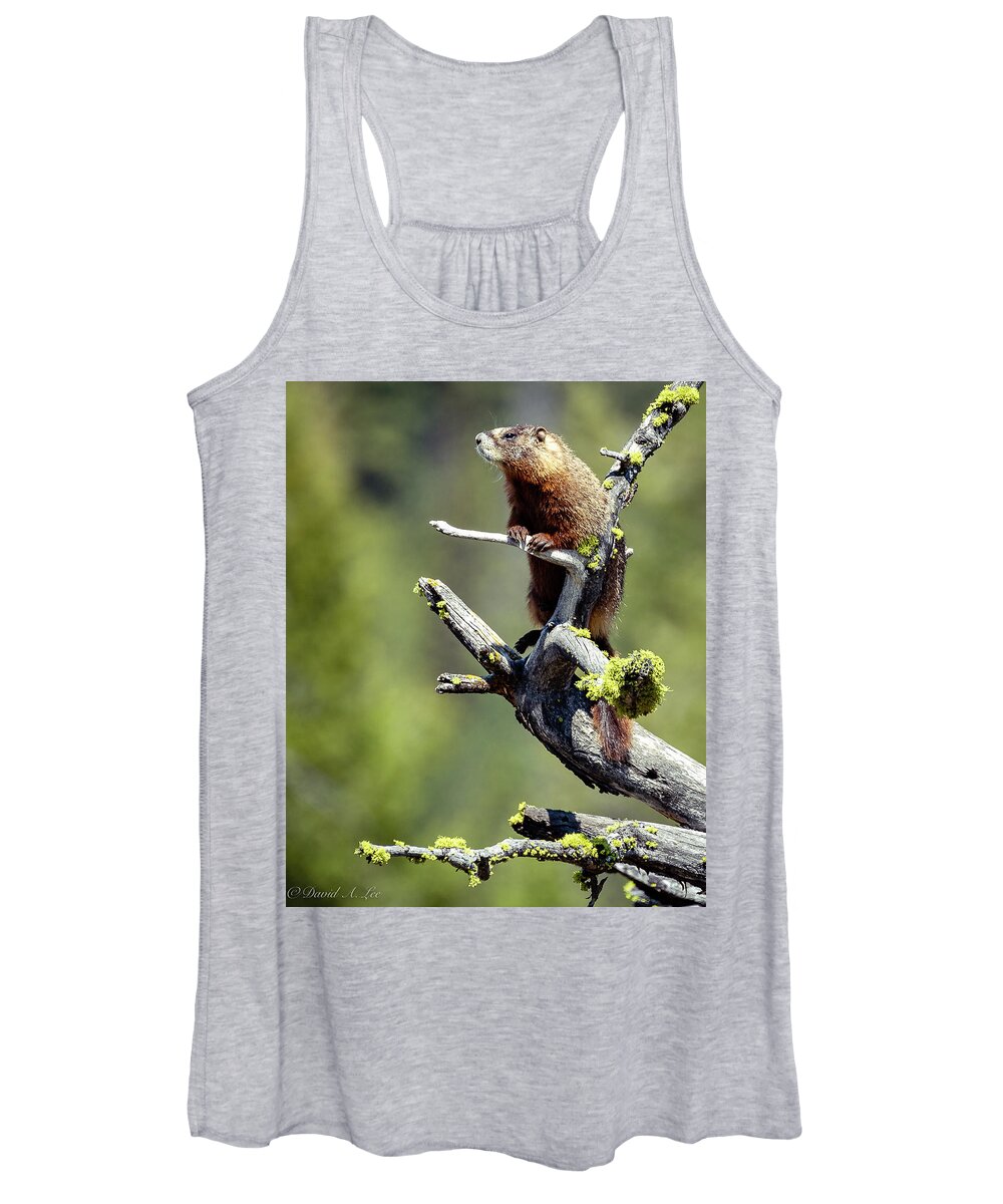 Wildlife Women's Tank Top featuring the photograph Marmot by David Lee