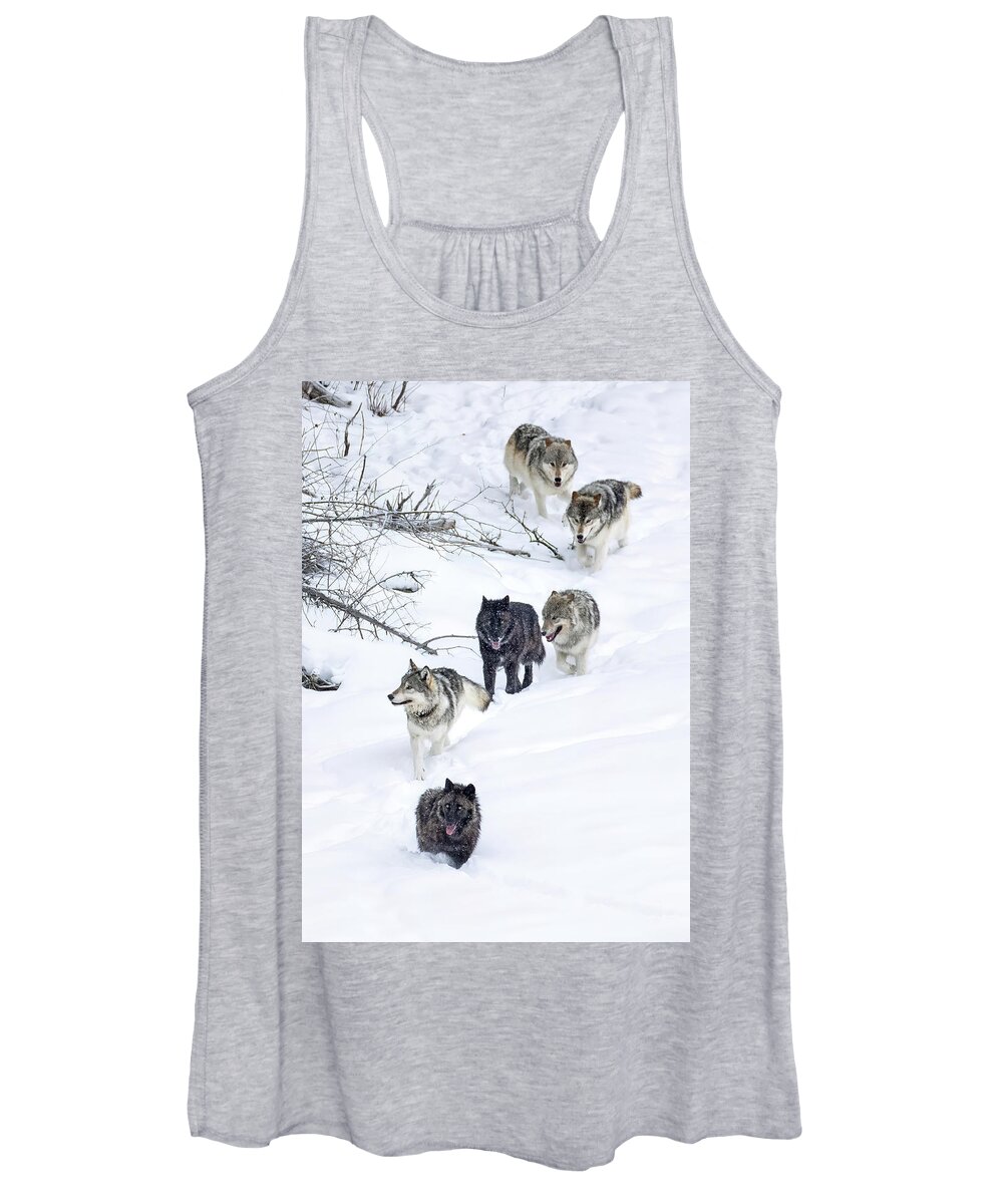 Gray Wolf Women's Tank Top featuring the photograph Wolf Line by Max Waugh