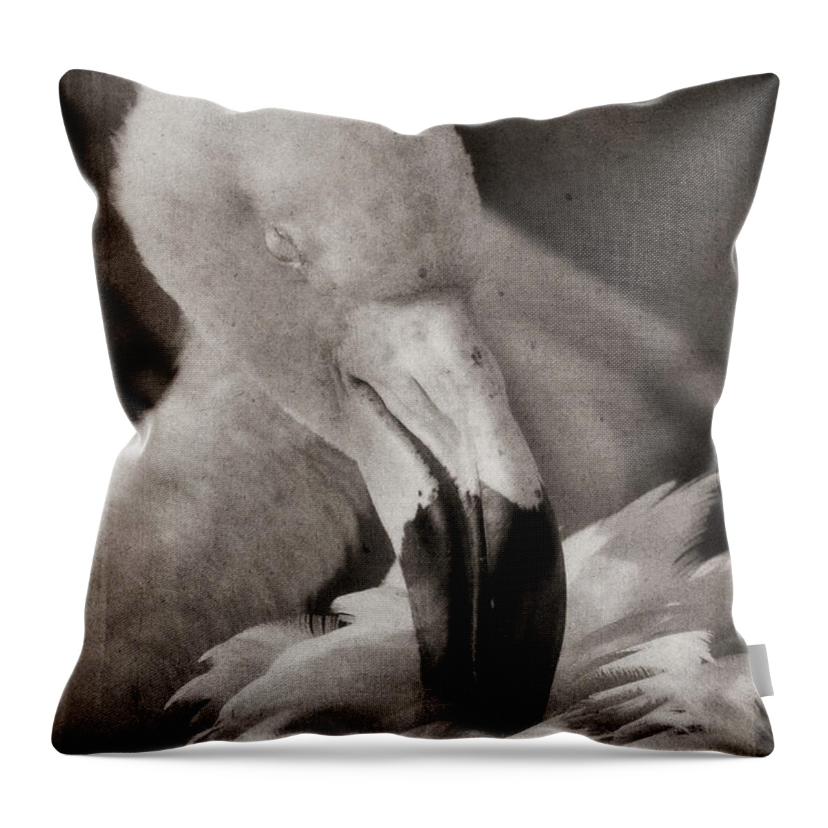 American Flamingo Throw Pillow featuring the photograph Soaking Up Sunshine by Theo O'Connor