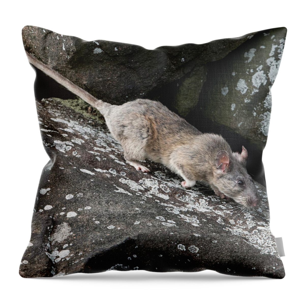 Allegheny Woodrat Throw Pillow featuring the photograph Allegheny Woodrat Neotoma Magister by David Kenny