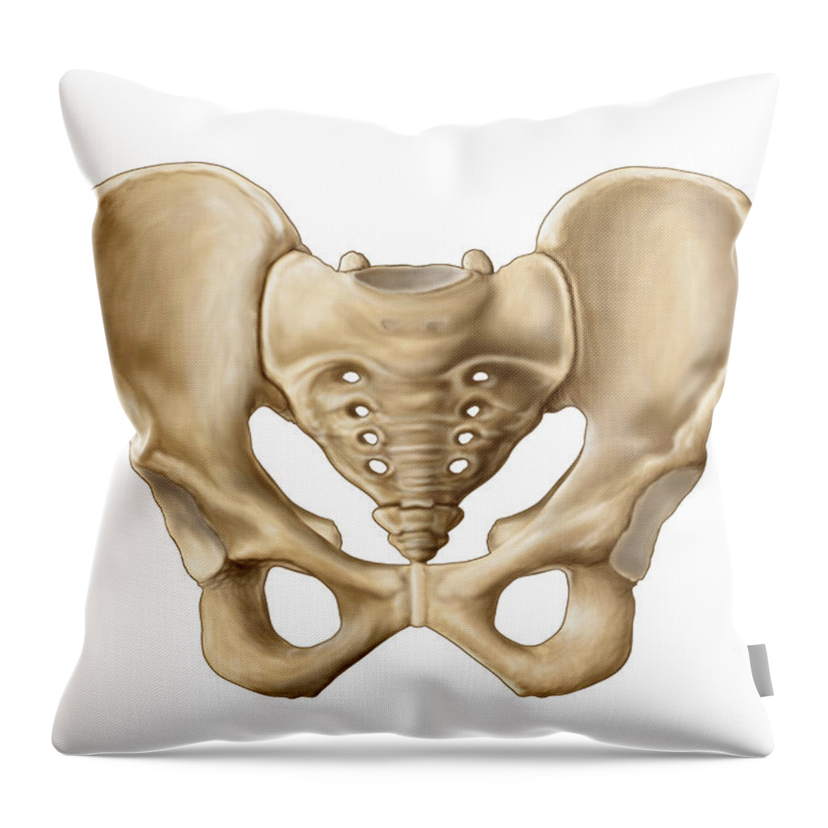 Anatomy Of Human Pelvic Bone #1 Throw Pillow by Stocktrek Images - Fine Art  America