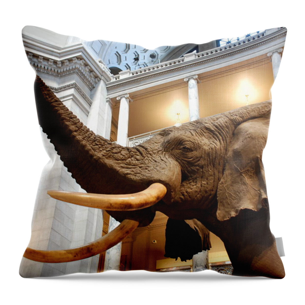 Bull Elephant Throw Pillow featuring the photograph Bull Elephant in Natural History Rotunda by Kenny Glover