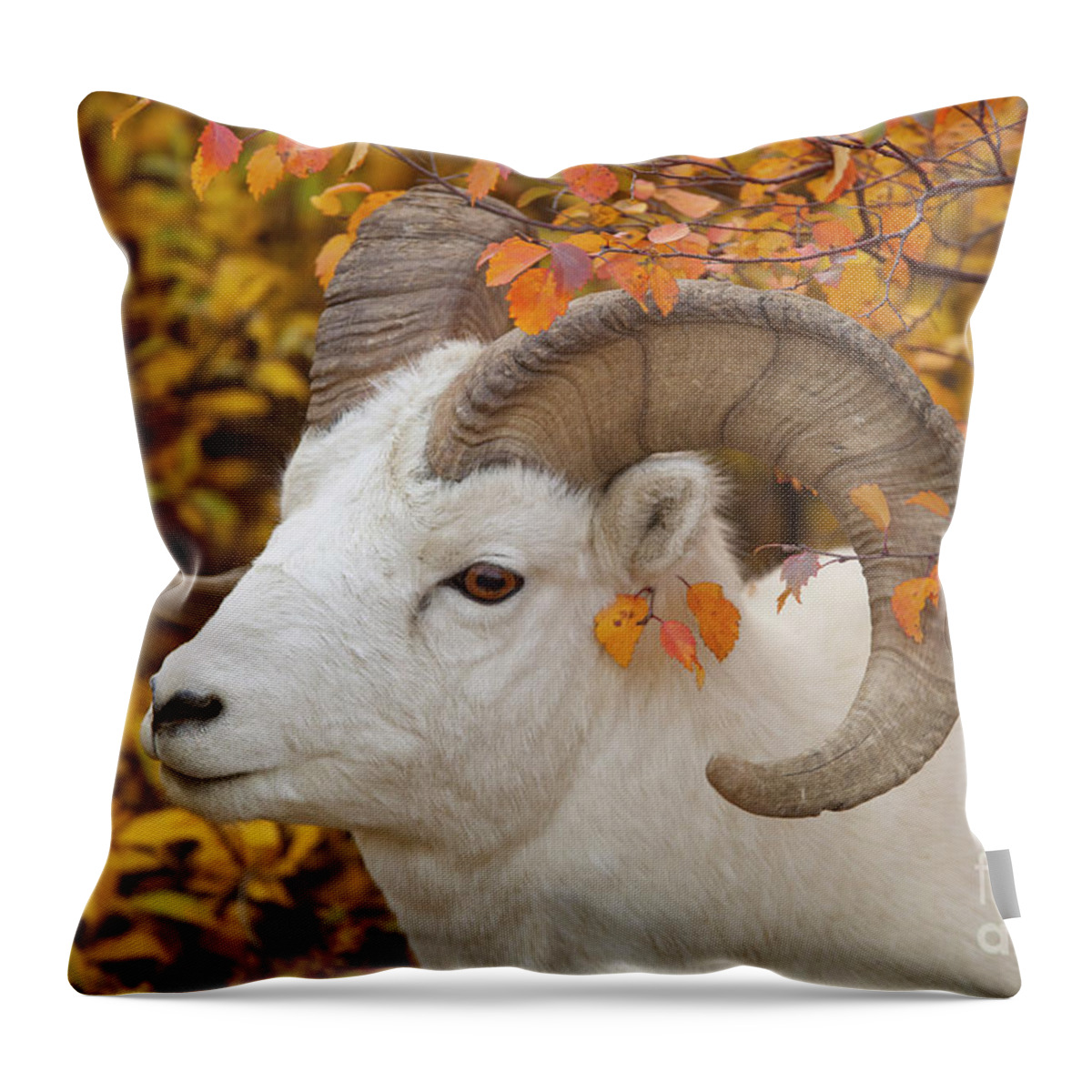 00440933 Throw Pillow featuring the photograph Dalls Sheep Ram in Denali by Yva Momatiuk and John Eastcott