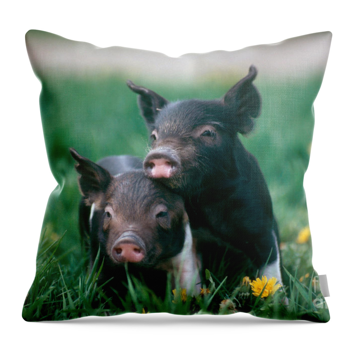Nature Throw Pillow featuring the photograph Domestic Piglets by Alan Carey