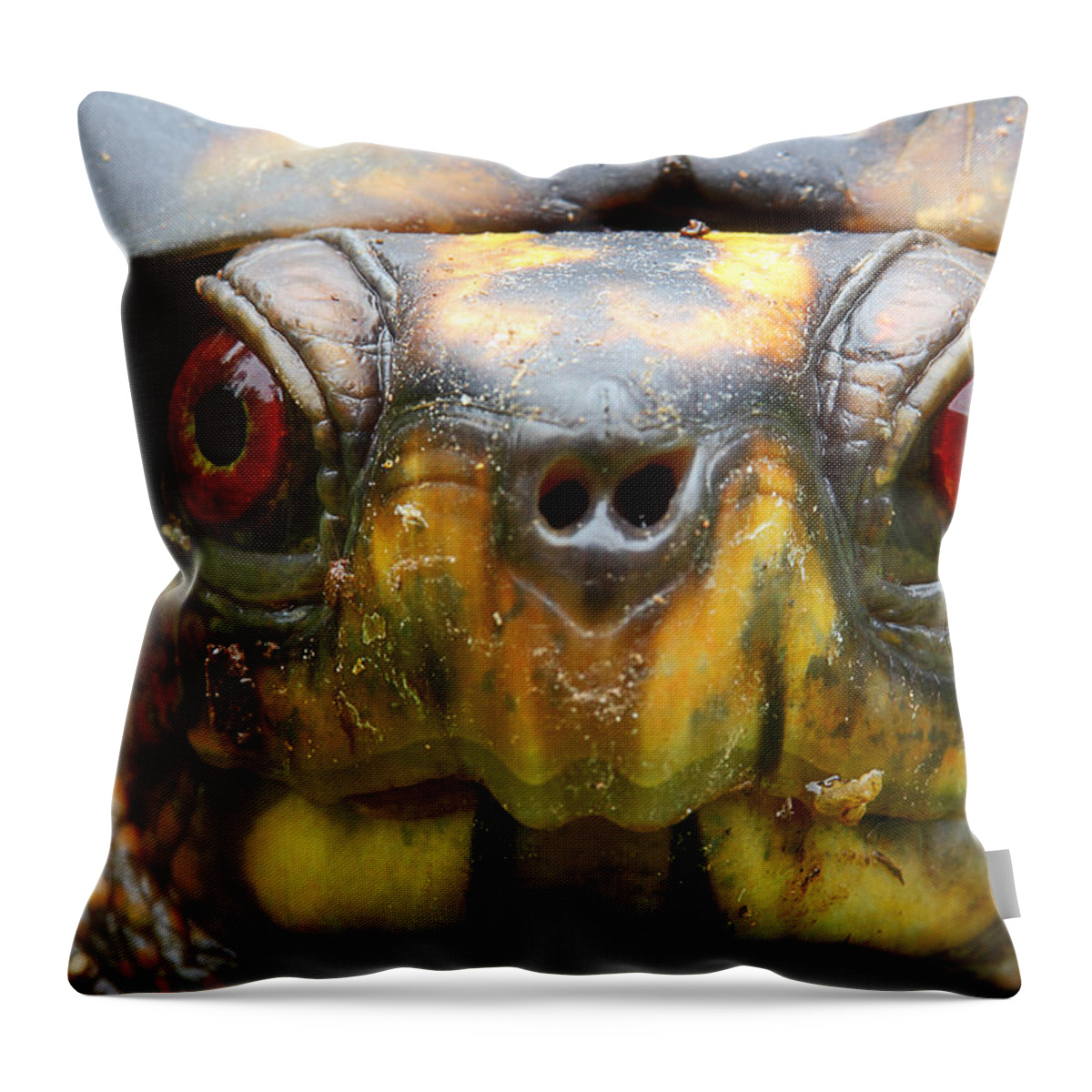 Eastern Box Turtle Throw Pillow featuring the photograph Eastern Box Turtle 2 by Michael Eingle