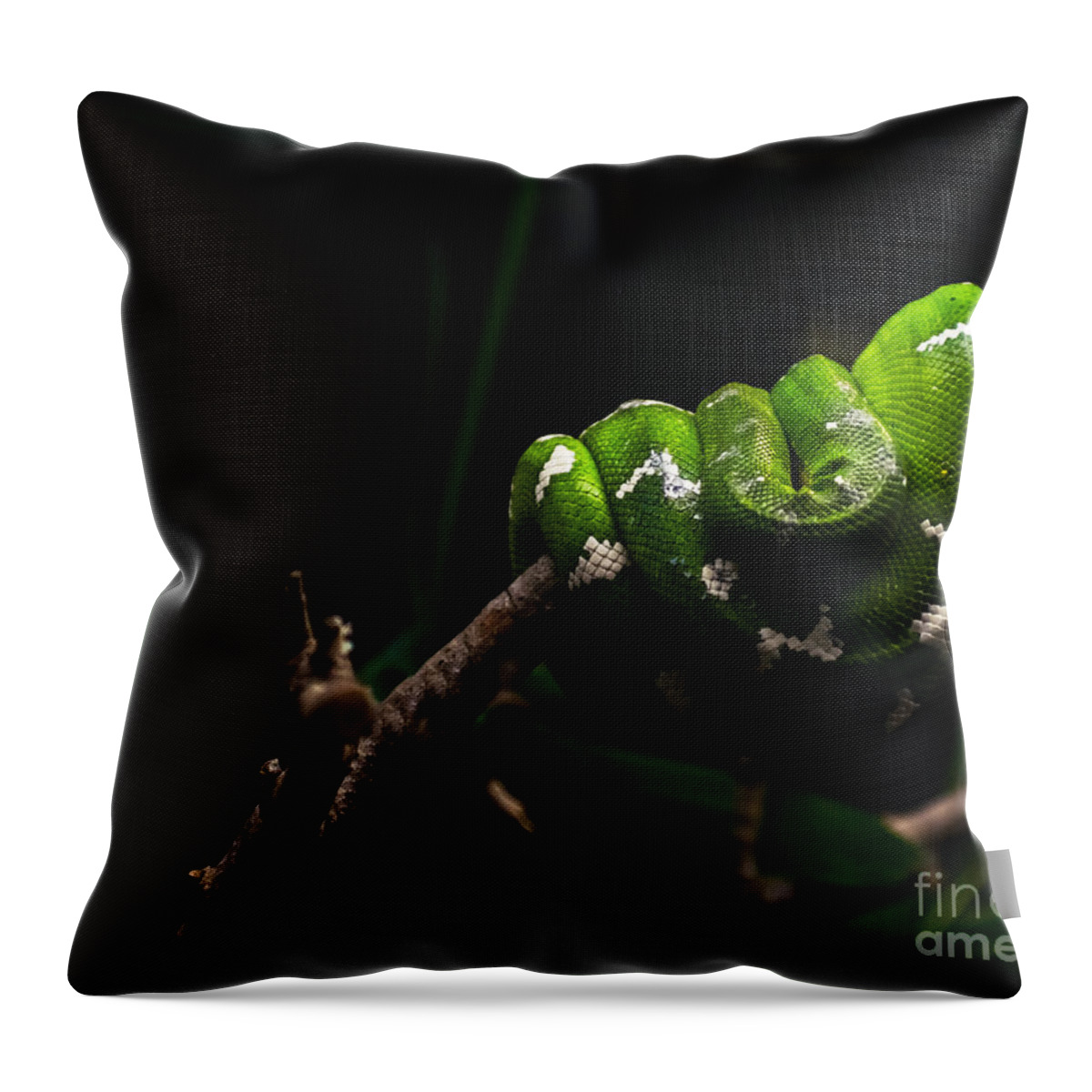 Emerald Tree Boa Throw Pillow featuring the photograph Emerald Tree Boa by Imagery by Charly