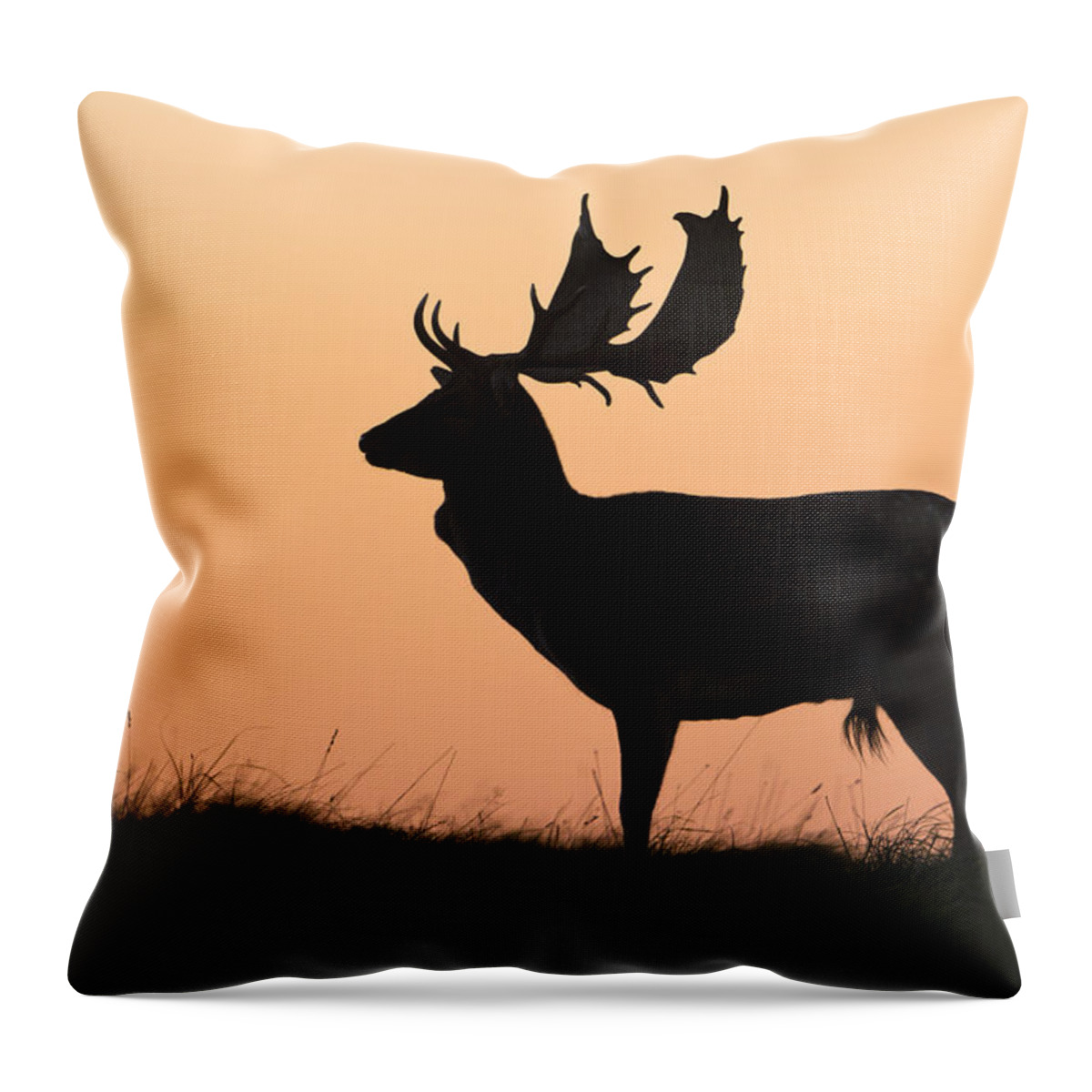 Feb0514 Throw Pillow featuring the photograph Fallow Deer Buck At Sunset Denmark by Duncan Usher