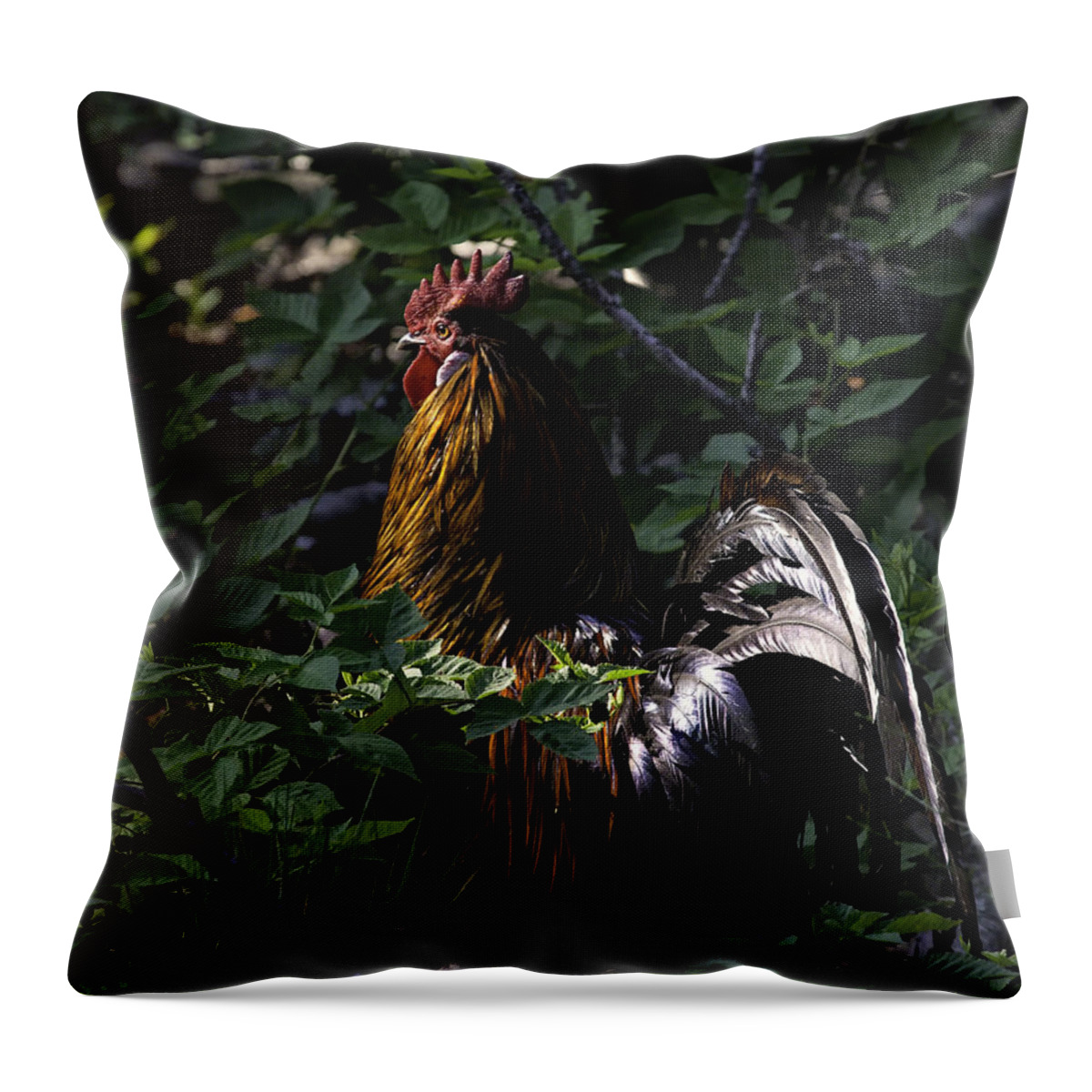 Rooster Throw Pillow featuring the photograph Free Range Rooster at Sunrise by Michael Dougherty