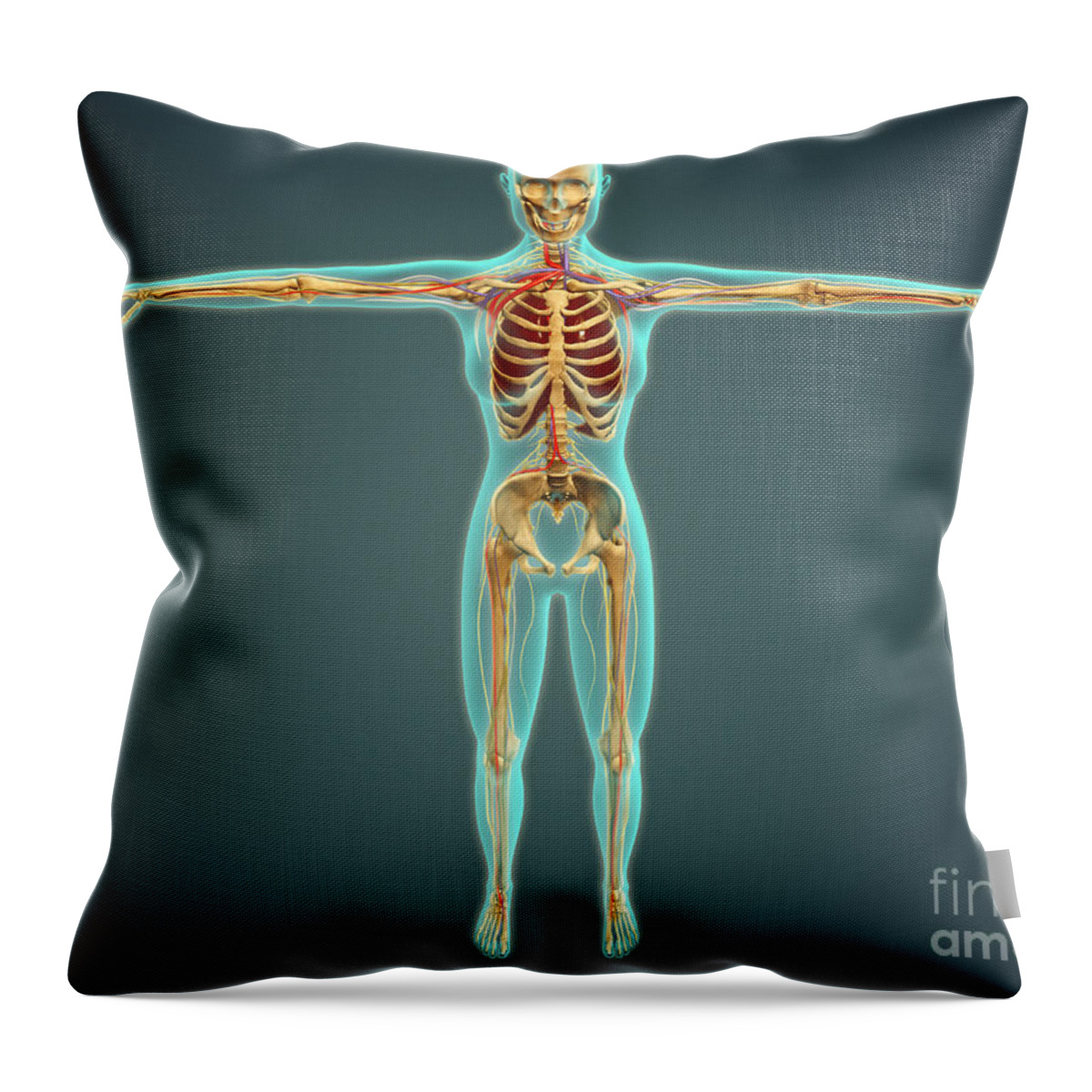 Pudendal Nerves Pillows & Cushions for Sale