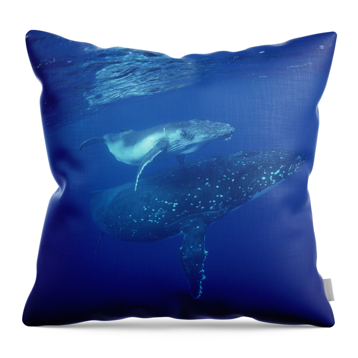 Feb0514 Throw Pillow featuring the photograph Humpback Whale Mother And Calf Tonga by Flip Nicklin