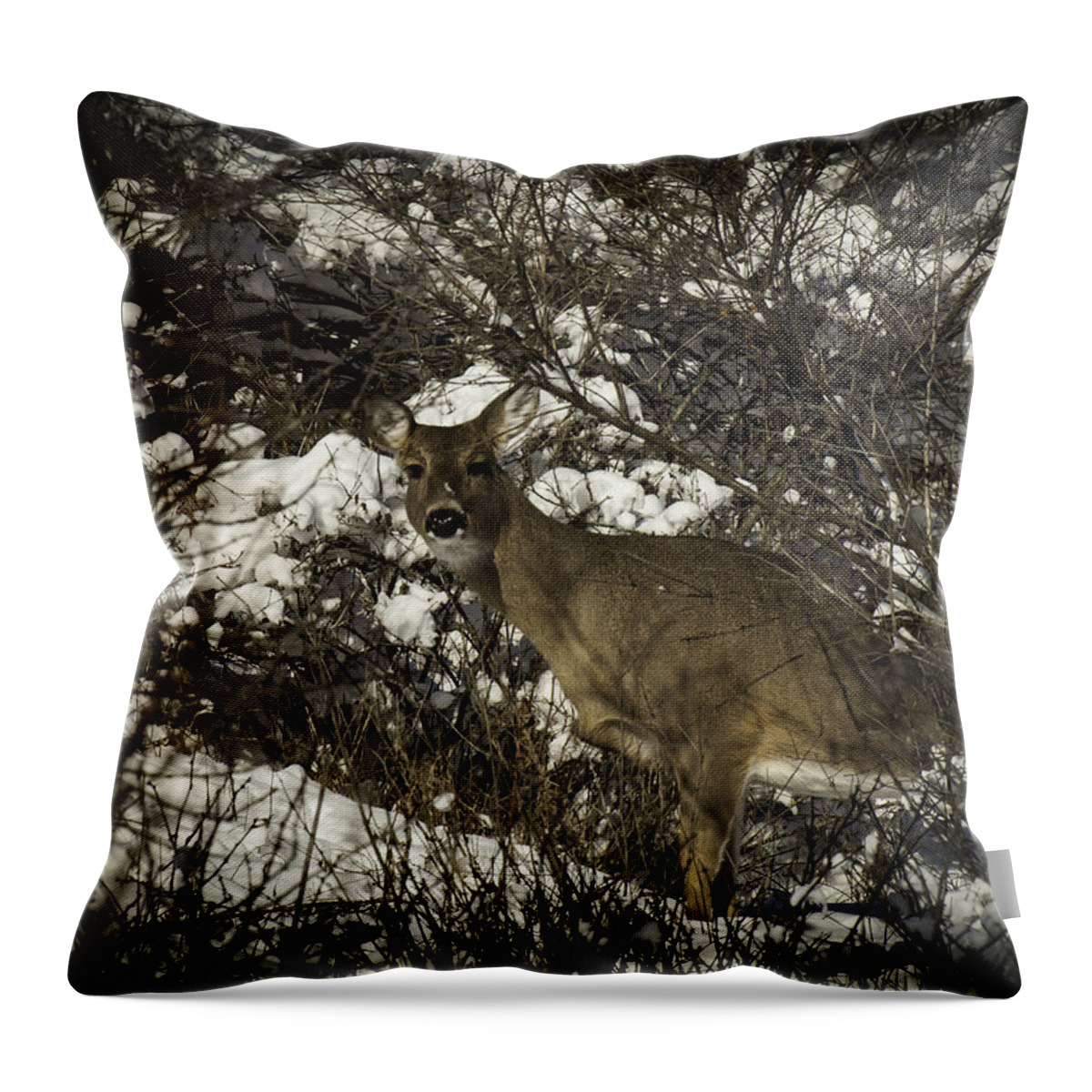 Whitetail Deer Throw Pillow featuring the photograph I See You by Thomas Young