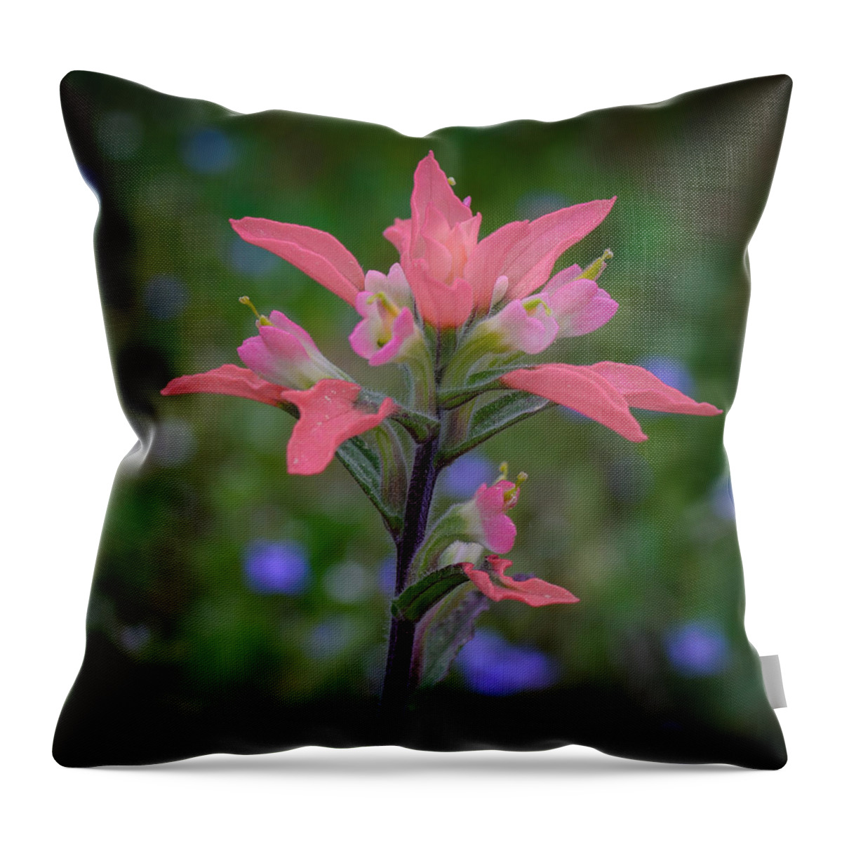 Indian Paintbrush Throw Pillow featuring the photograph Indian Paintbrush by James Barber