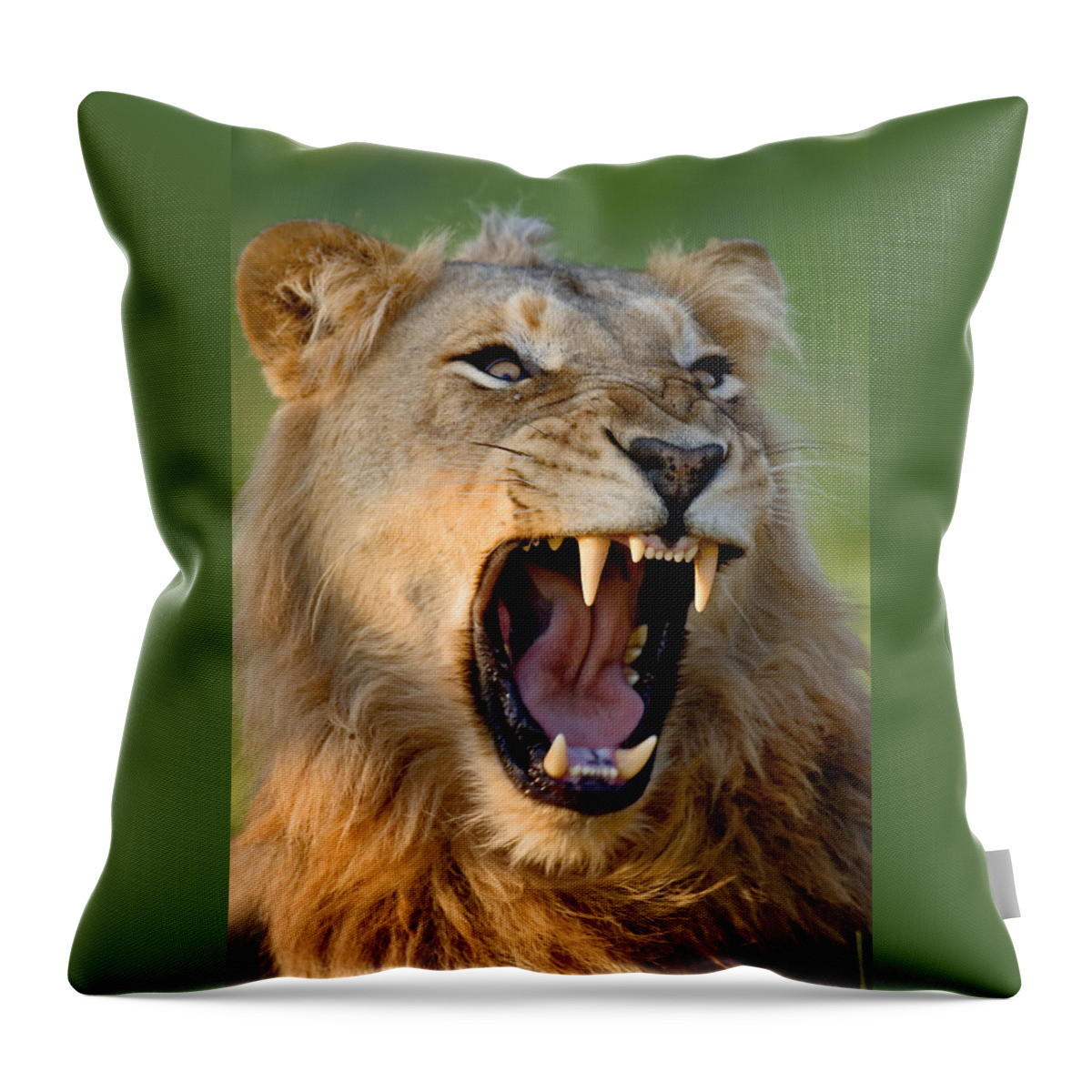 South Throw Pillow featuring the photograph Lion by Johan Swanepoel