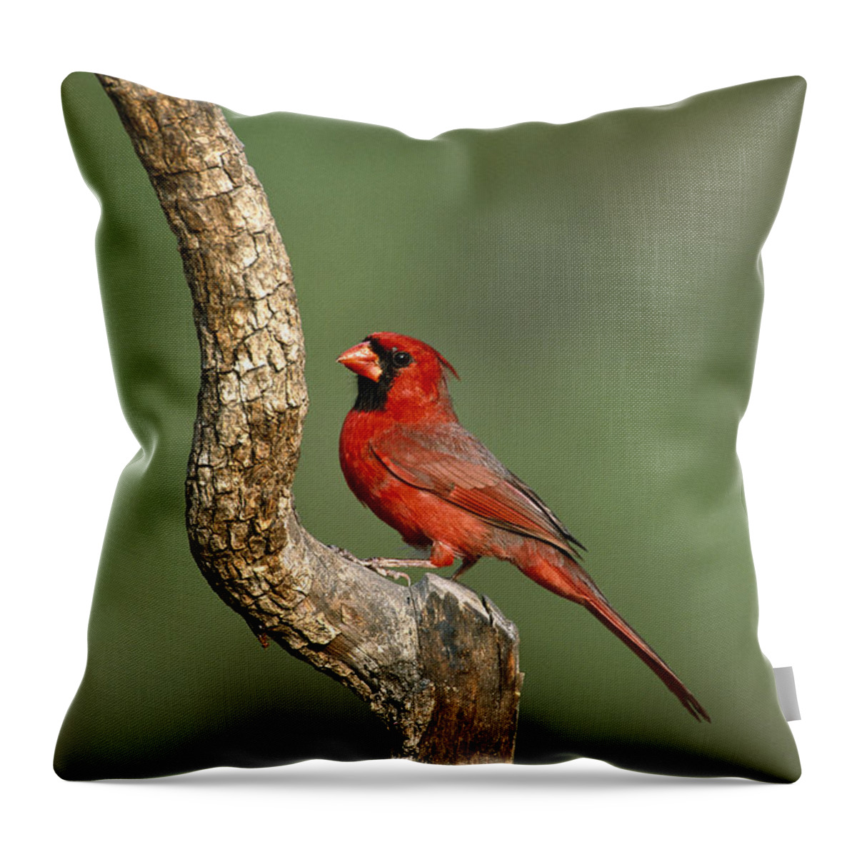 Feb0514 Throw Pillow featuring the photograph Northern Cardinal Male Texas by Tom Vezo