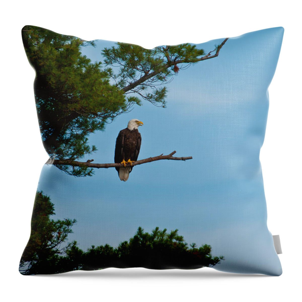 Bald Eagle Throw Pillow featuring the photograph Out on a Limb #1 by Brenda Jacobs