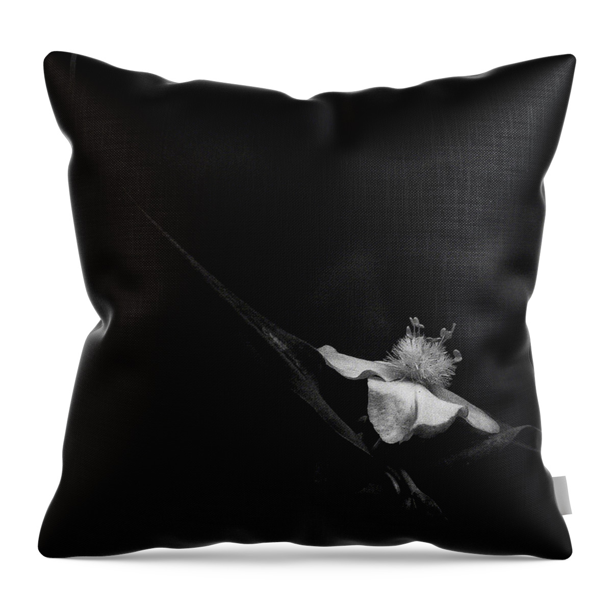Black And White Throw Pillow featuring the photograph Ozark Spiderwort Near Broadwater Falls by Michael Dougherty