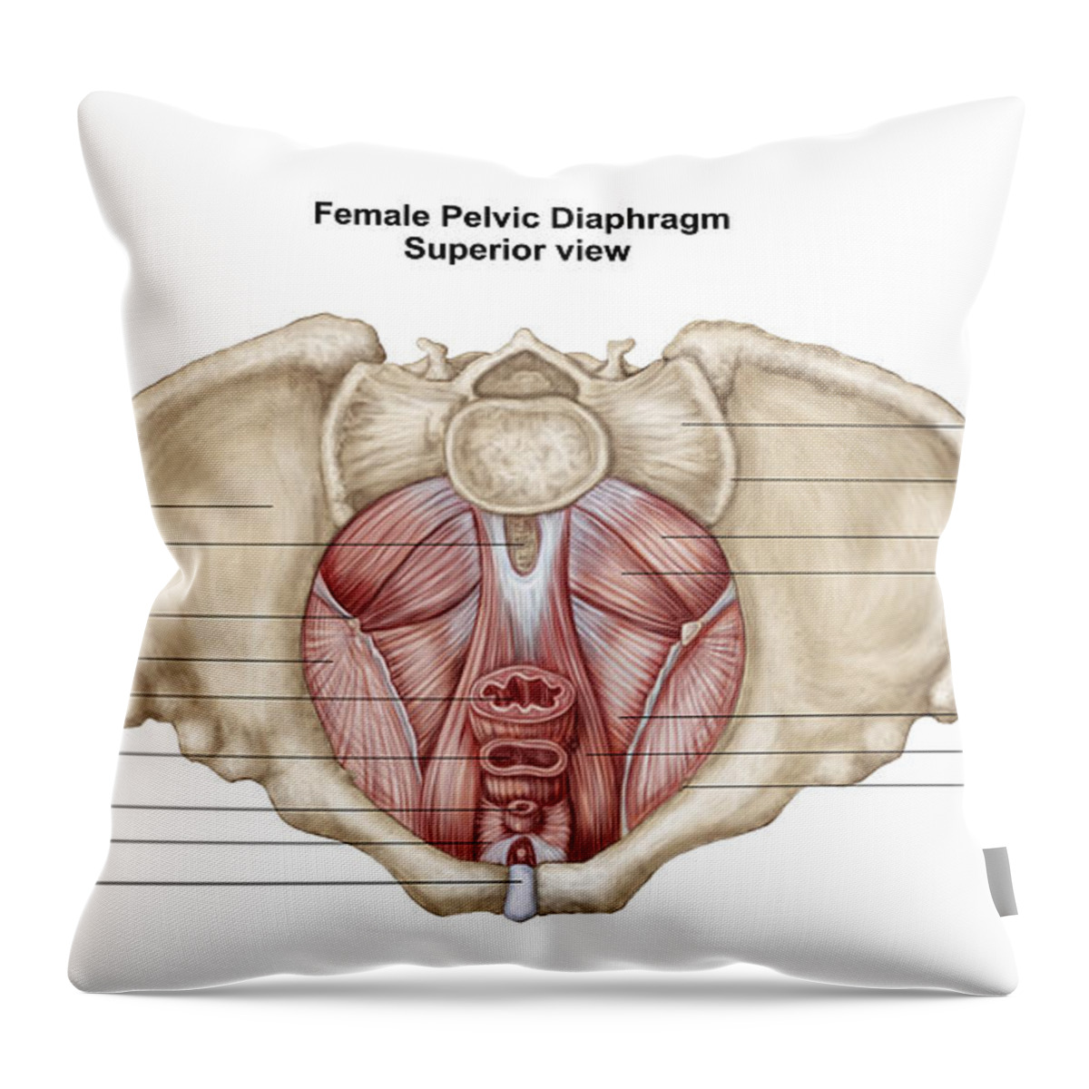 Pelvic Diaphram Of Human Female #1 Throw Pillow by Stocktrek