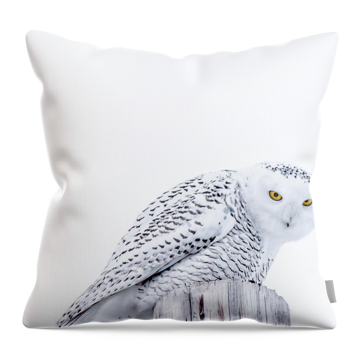 Snowy Throw Pillow featuring the photograph Piercing Eyes by Cheryl Baxter